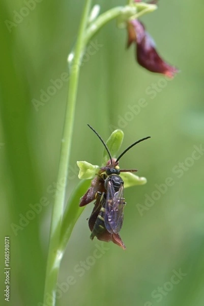 Obraz Ophrys insectifera