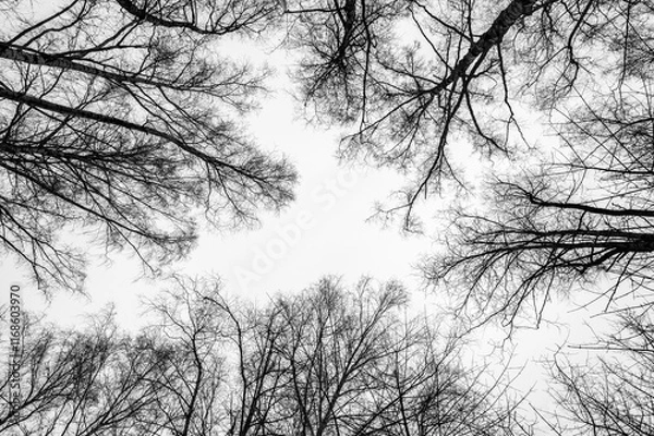 Fototapeta Tree black branch isolated on white. Black and white trees silhouettes on sky background. Bare branches trees in winter. Forest pattern texture. Halloween concept.