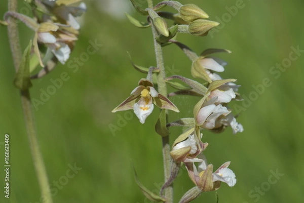 Fototapeta Epipactis palustris