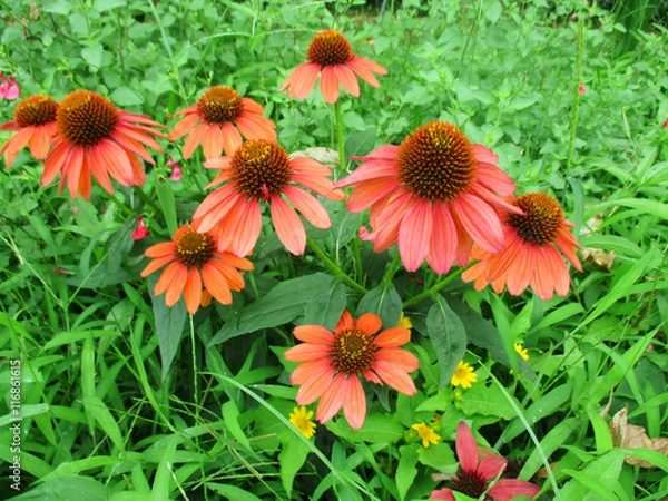 Obraz エキナセア