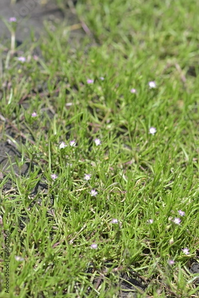 Obraz Spergularia salina