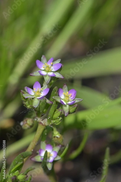 Obraz Spergularia salina