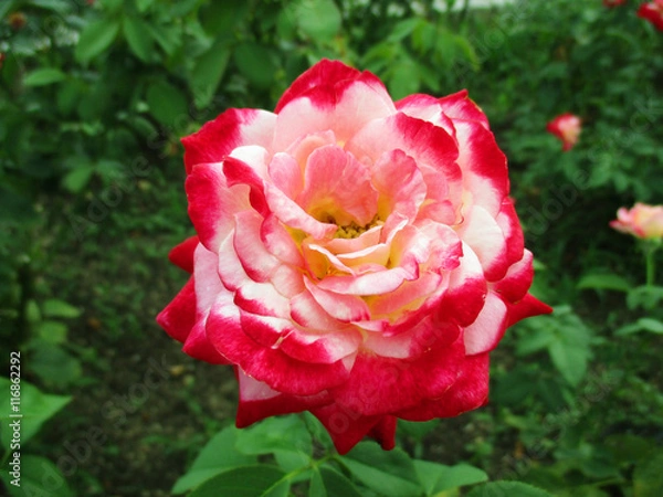 Obraz ダブル・デライト