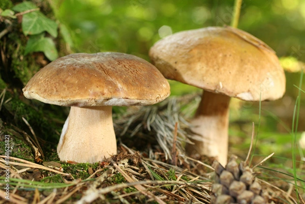 Obraz champignon cèpes 