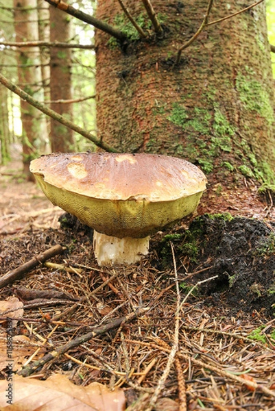 Obraz champignon cèpes 