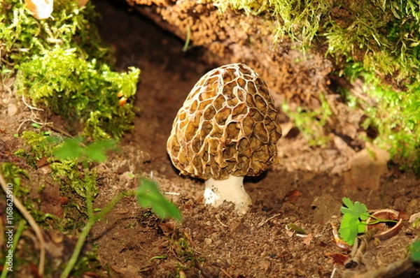 Obraz Champignon morille