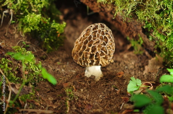 Obraz Champignon morille