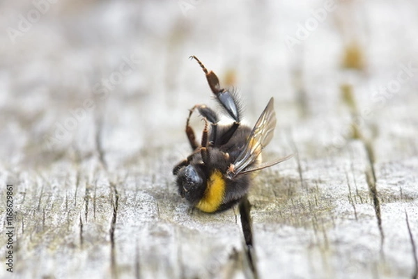 Fototapeta dead bumblebee