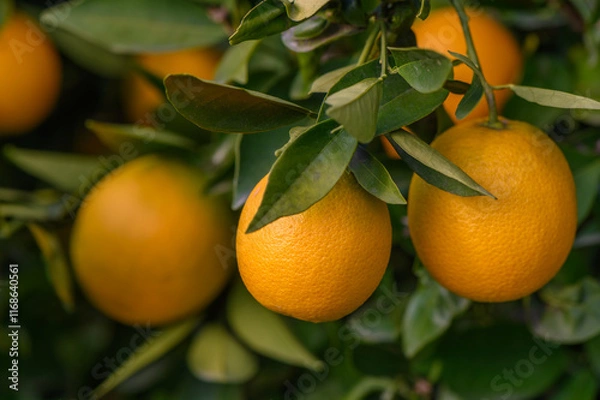 Fototapeta Vibrant oranges hang from lush green branches under warm sunlight in a tranquil orchard