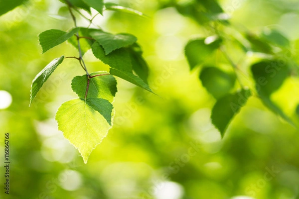 Obraz Green summer background, summer and birch leaves