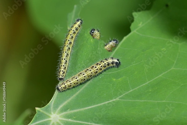 Obraz Pieris rapae Caterpillar