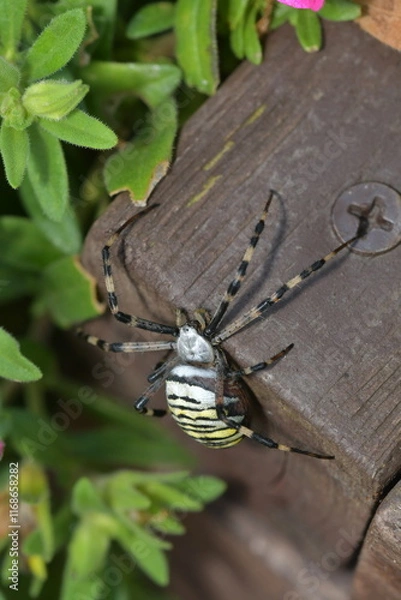 Obraz Argiope bruennichi