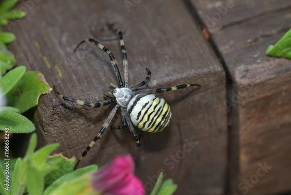 Obraz Argiope bruennichi