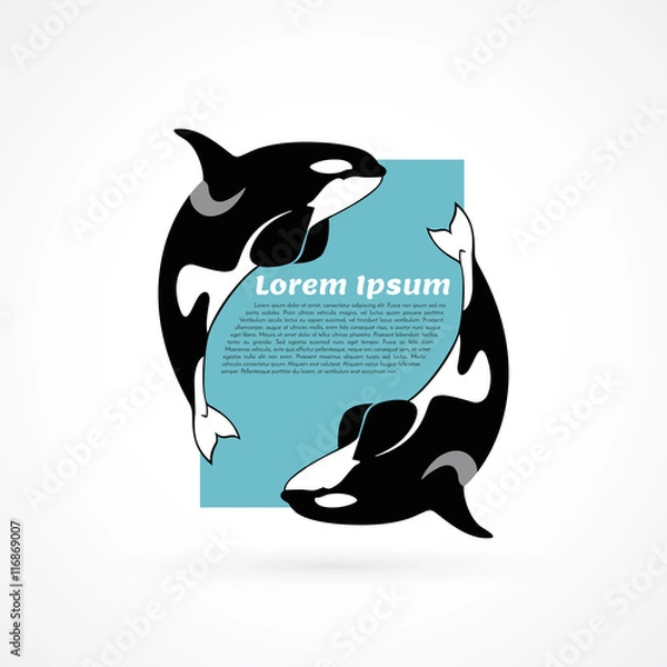 Obraz orca whale template sample poster frame on white background