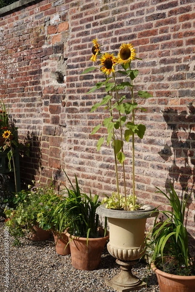 Obraz Small garden in old English cottage. Summer in the countryside concept 