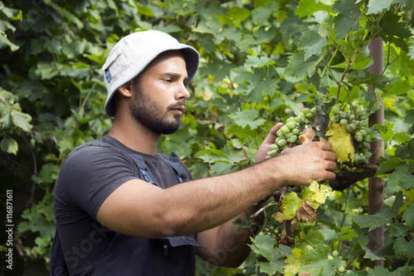 Fototapeta winemaker grapes