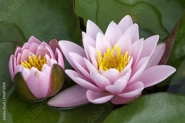 Obraz Zwei blühende Seerosen