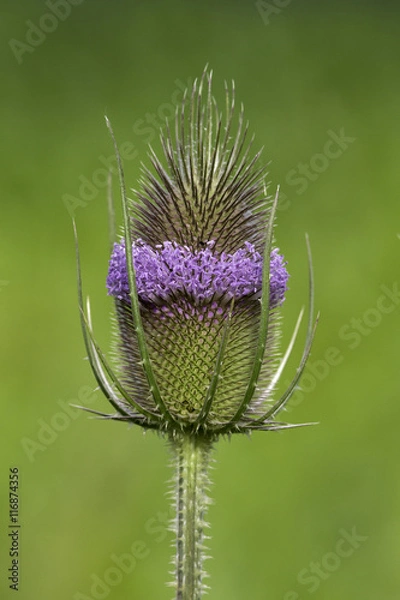 Obraz Wilde Karde - Dipsacus fullonum
