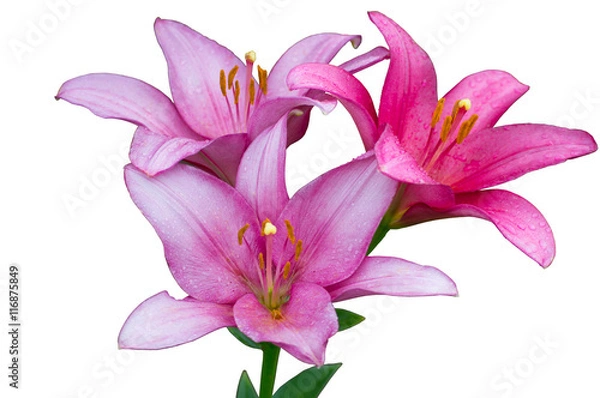 Obraz Pink lilies after rain