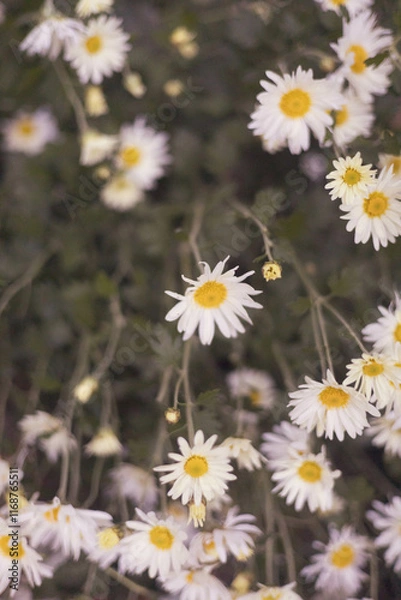 Fototapeta daisies in a field