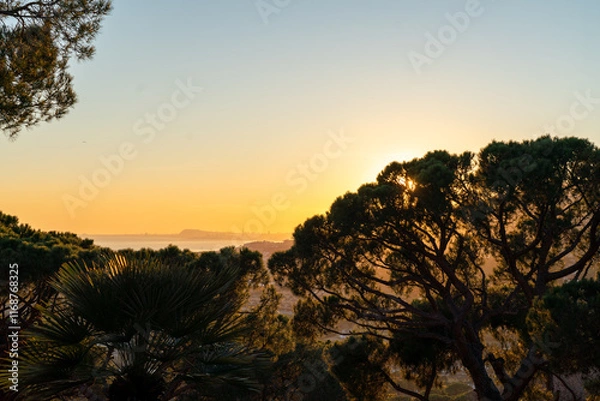 Fototapeta 
The sun shines through the branches of a cedar tree at dawn on the Costa Brava with a view of the sea and Barcelona.