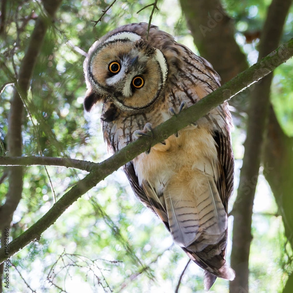 Obraz Die Waldohreule (Asio otus) sitzt auf einem Baum und verdreht den Kopf