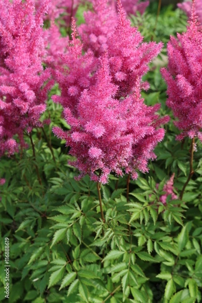 Fototapeta Astilba - perennials "false spirea" or "false salsify"
