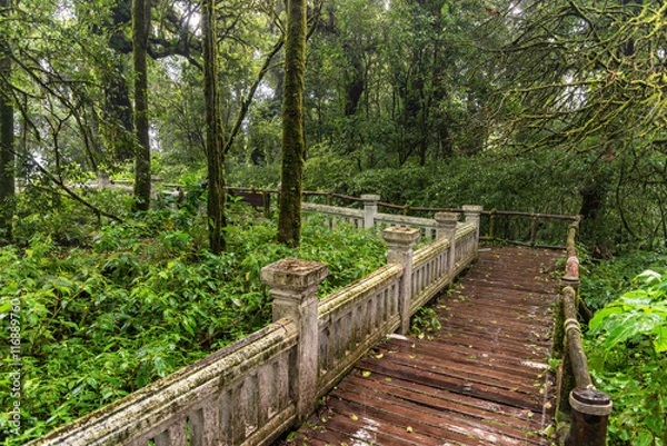 Fototapeta the path way to walk into a tropical rain forest