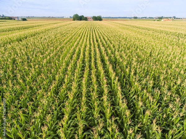 Fototapeta Top view of corn field.