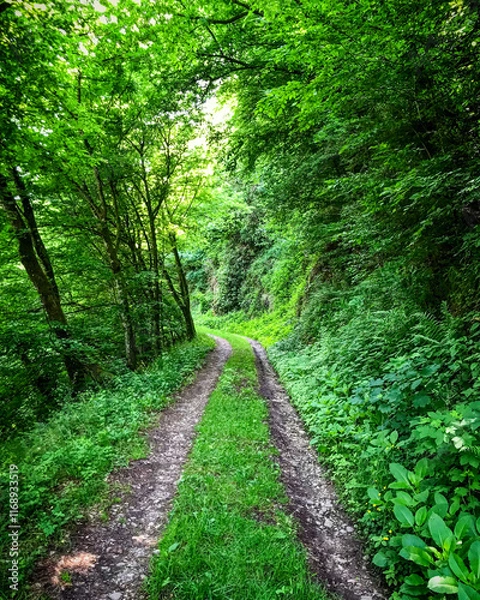 Fototapeta Vehicle tracks run through a dense, lush, green forest