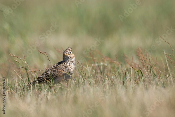 Obraz Feldlerche auf Wiese