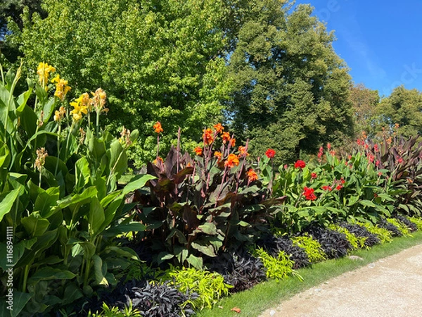 Obraz Flower cane, Canna, indica