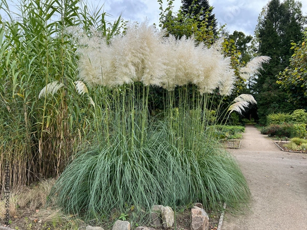 Obraz Pampas grass, Cortaderia selloana
