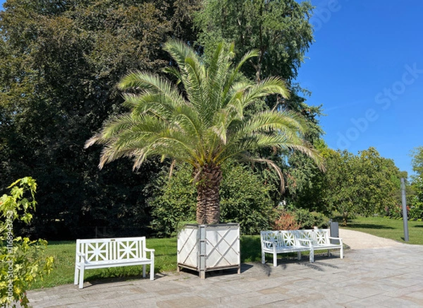 Obraz Phoenix palm, Phoenix canariensis