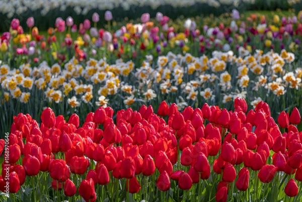 Fototapeta Keukenhof flower garden - largest tulip park in world, Lisse, Netherlands