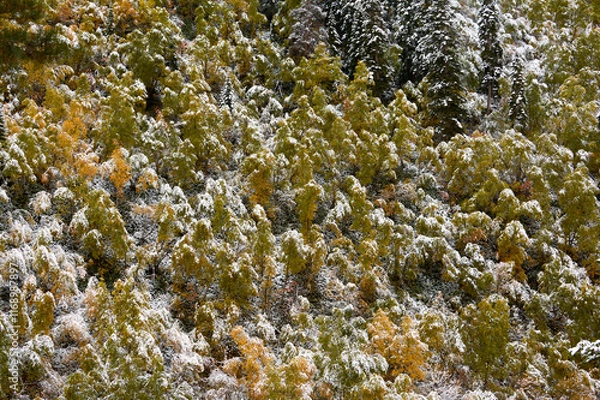 Obraz Aerial view of snow-covered forest at sunrise
