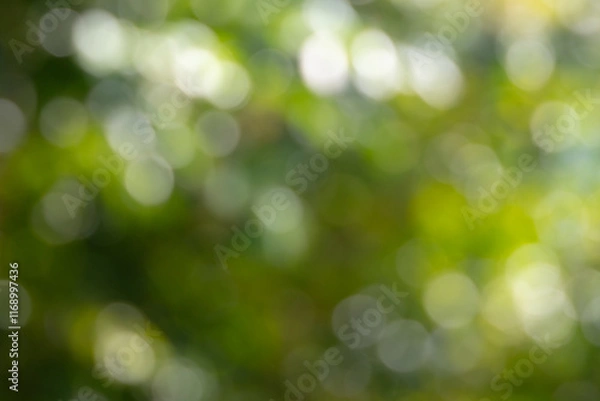Obraz  beautiful abstract image of a green bokeh background. The soft, out-of-focus circles create a dreamy and ethereal atmosphere.