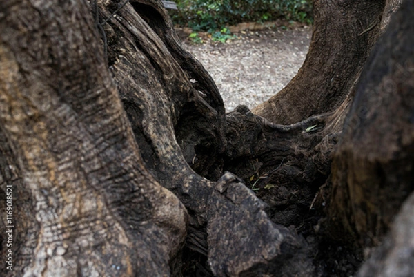 Obraz Tronco de árbol antigua