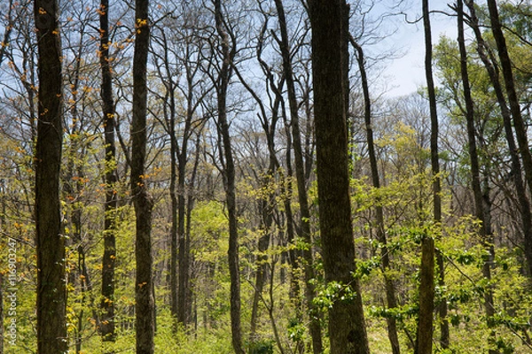 Fototapeta 長野県の新緑の森