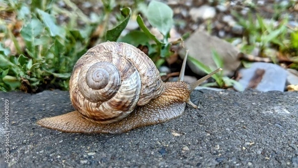 Fototapeta A large snail slowly crawls across a city sidewalk, creating an intriguing contrast between nature and urban life. The detailed shell and slimy trail are captured in vivid focus, highlighting the snai