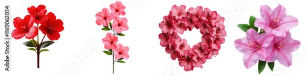 Fototapeta Colorful Collection of Azalea Flowers in Various Arrangements