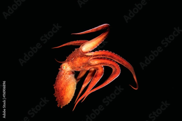 Obraz Giant octopus in the deep