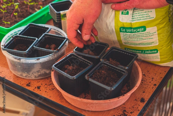 Fototapeta A close-up of male hands planting seeds and tending to sprouts while gardening