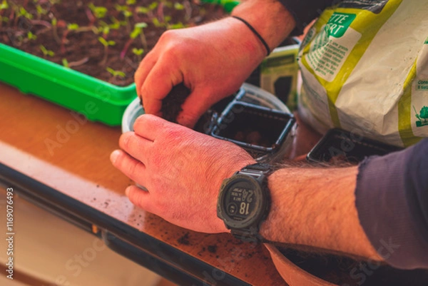 Fototapeta A close-up of male hands planting seeds and tending to sprouts while gardening