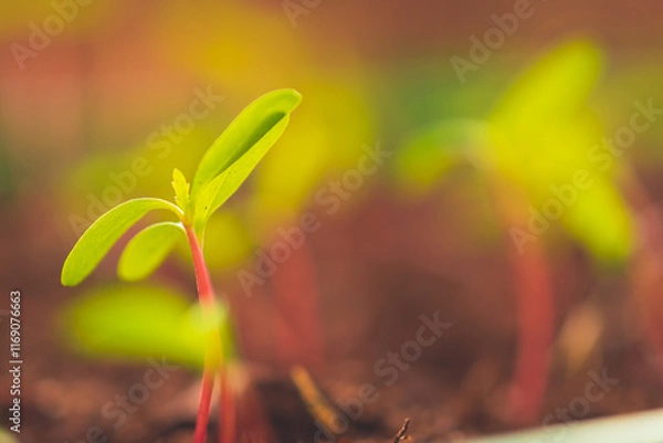 Fototapeta A close up of sprouts in a small container with soil planted while gardening
