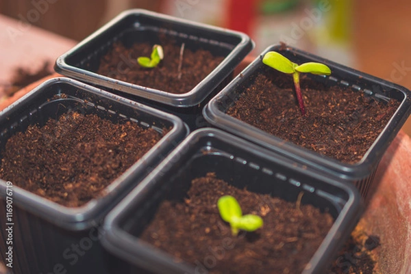 Fototapeta A close up of sprouts in a small container with soil planted while gardening