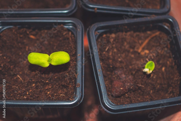 Fototapeta A close up of sprouts in a small container with soil planted while gardening