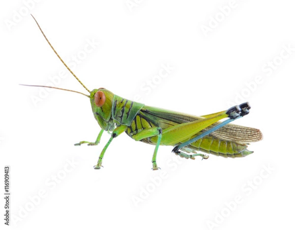 Obraz Grasshopper of white background