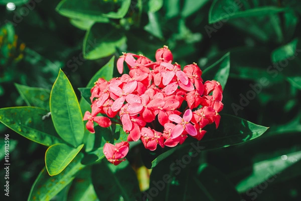 Fototapeta Closeup nature view of red flower on sunlight using as fresh ecology background concept
