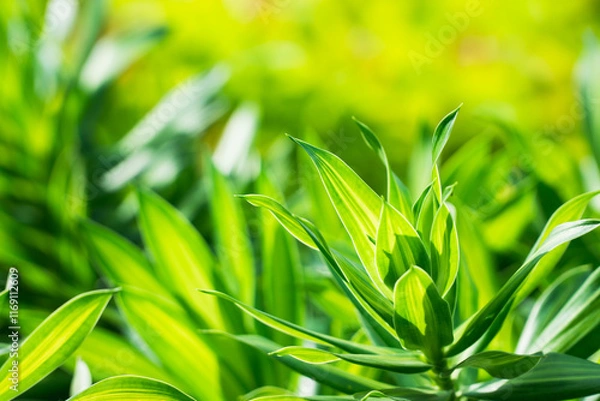 Fototapeta Closeup nature view of green leaf on sunlight using as background and fresh ecology wallpaper concept
